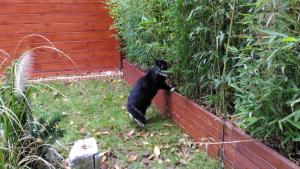 Jumpy chez Jungle Cat - Pension pour chat Lyon